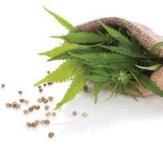 What is Hemp?