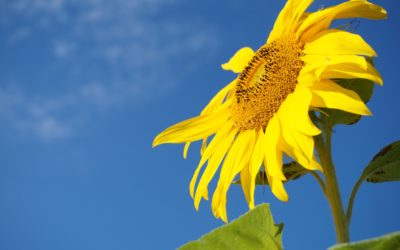 Hi-Oleic Sunflower Oil – What is it?