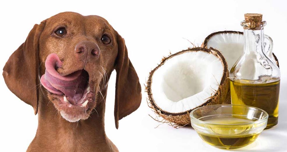 Coconut Oil for Dogs?