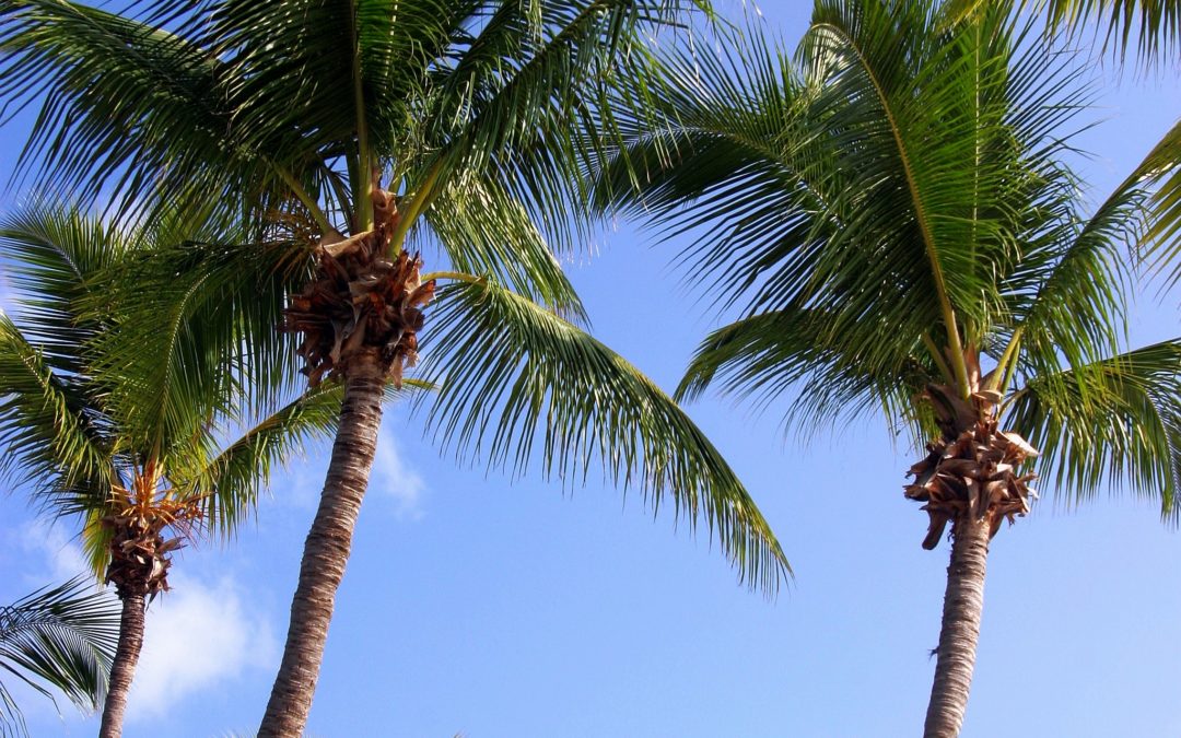 COCONUT – THE TREE OF LIFE