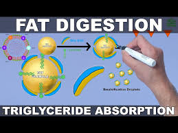 FAT DIGESTION