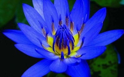 THE AMAZING BLUE LOTUS FLOWER