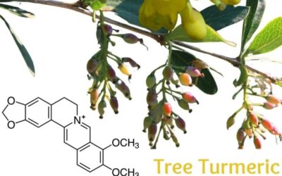 Turmeric Tree – Berberis Aristata