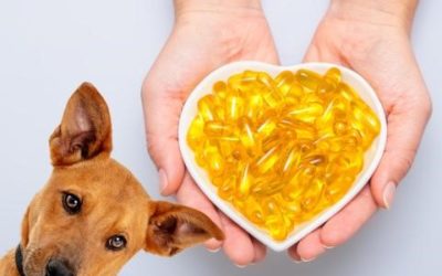 OMEGA FATTY ACIDS & ANIMAL HEALTH