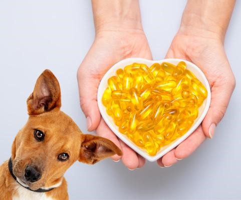 OMEGA FATTY ACIDS & ANIMAL HEALTH