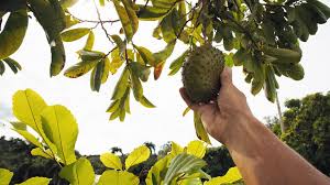 SOURSOP LEAVES