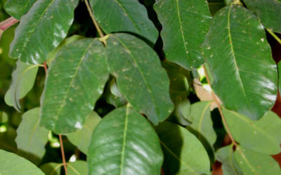 CAROB LEAVES – Rich in Antioxidants