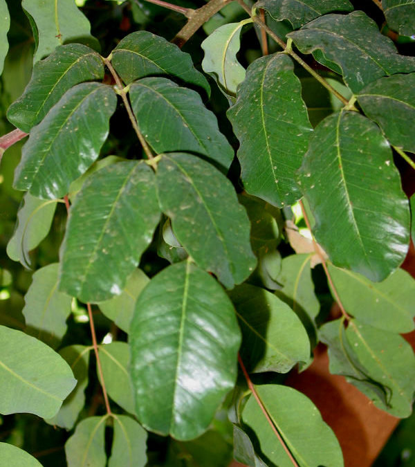 CAROB LEAVES – Rich in Antioxidants